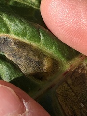 Pegomya bicolor