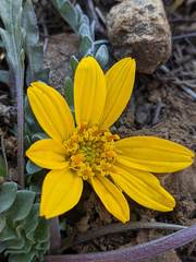 Balsamorhiza sericea