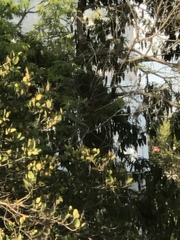 Piranga rubra