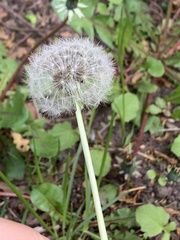 Taraxacum officinale