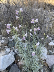 Penstemon fruticiformis
