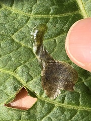 Pegomya bicolor