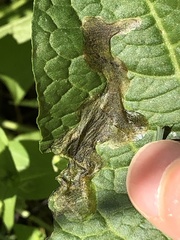 Pegomya bicolor