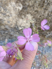 Clarkia biloba brandegeeae