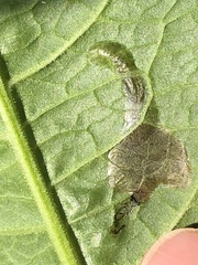 Pegomya bicolor