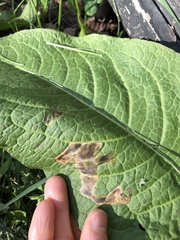 Pegomya bicolor