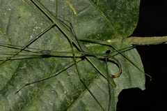 Libethroidea