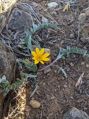 Balsamorhiza sericea