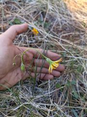 Microseris nutans