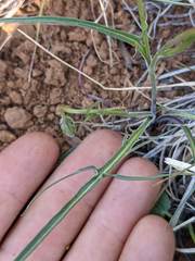 Microseris nutans