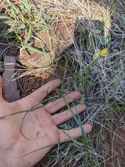 Microseris nutans