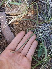 Microseris nutans