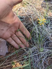 Microseris nutans