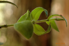 Metrosideros colensoi
