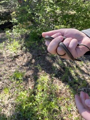 Thamnophis brachystoma