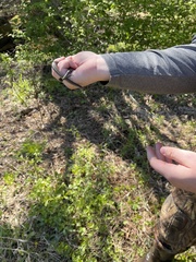 Thamnophis brachystoma