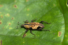 Rhodobaenus lineiger
