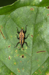Rhodobaenus lineiger