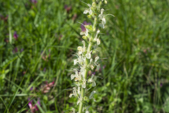 Salvia austriaca