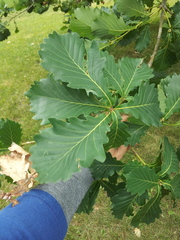 Quercus wutaishanica