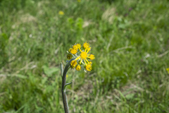 Tephroseris integrifolia