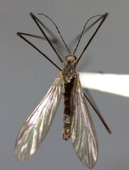 Limnophilinae