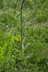 Tephroseris integrifolia