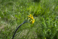Tephroseris integrifolia