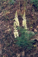 Lupinus arbustus