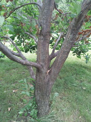 Quercus wutaishanica