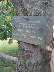 Quercus wutaishanica