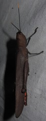 Copiocera