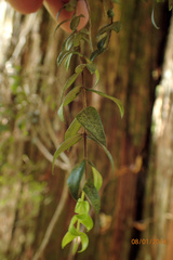 Metrosideros colensoi