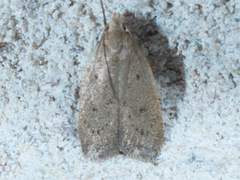 Inga obscuromaculella