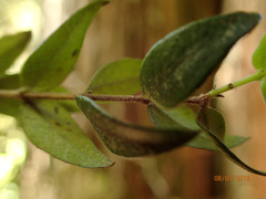 Metrosideros colensoi
