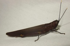 Copiocera