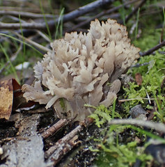 Clavulina vinaceocervina