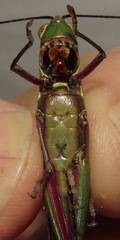 Copiocera