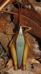 Trybliophorus