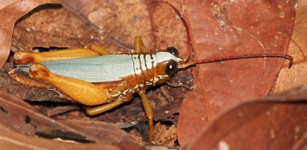 Trybliophorini