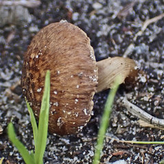 Inocybe australiensis