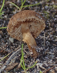 Inocybe australiensis