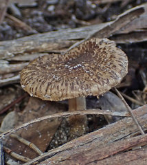 Inocybe australiensis