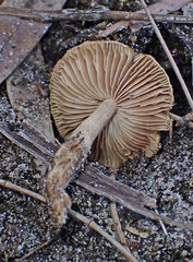 Inocybe australiensis