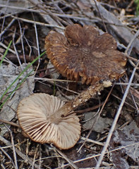 Inocybe australiensis