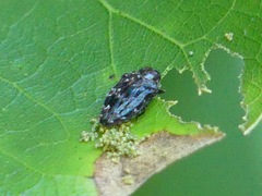 Brachys ovatus