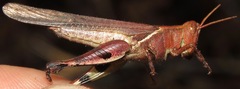 Ommatolampidinae