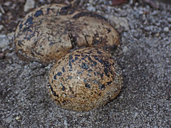 Pisolithus marmoratus