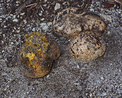 Pisolithus marmoratus