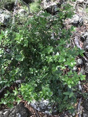 Alyxia magnifolia